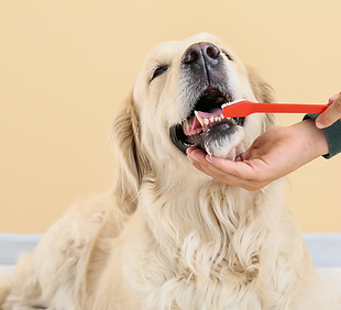 Dental care for your pets