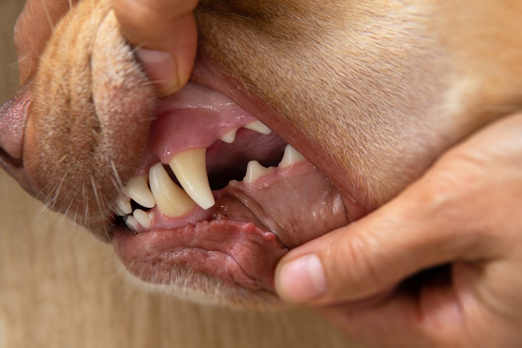 Dental care for your pets