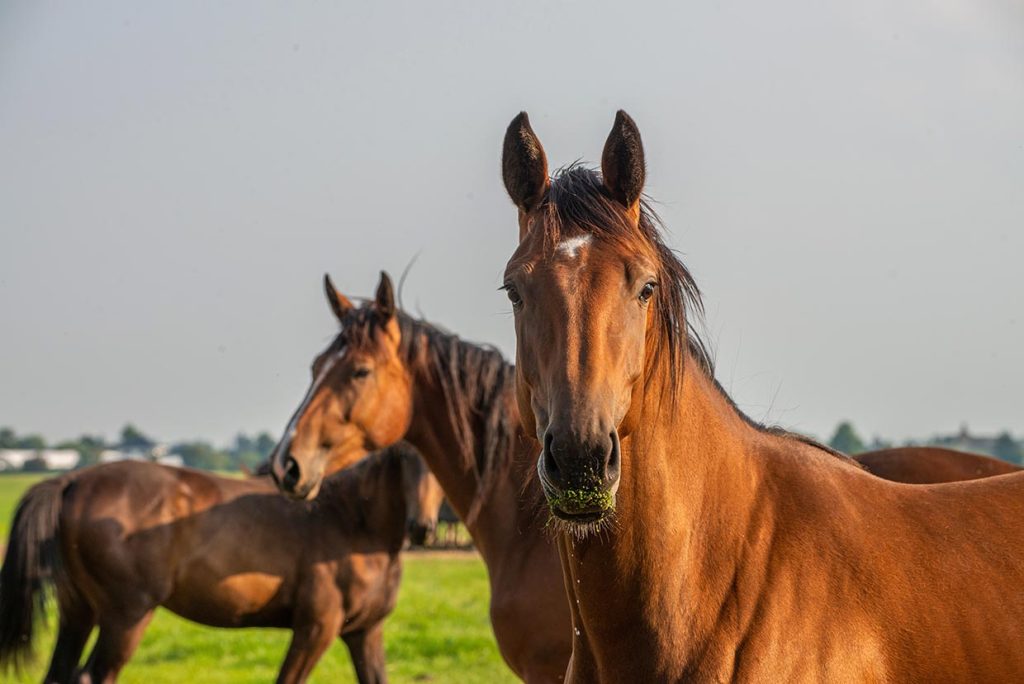 Professional care for your horses.