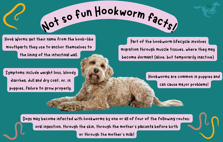 Things to know about hookworms