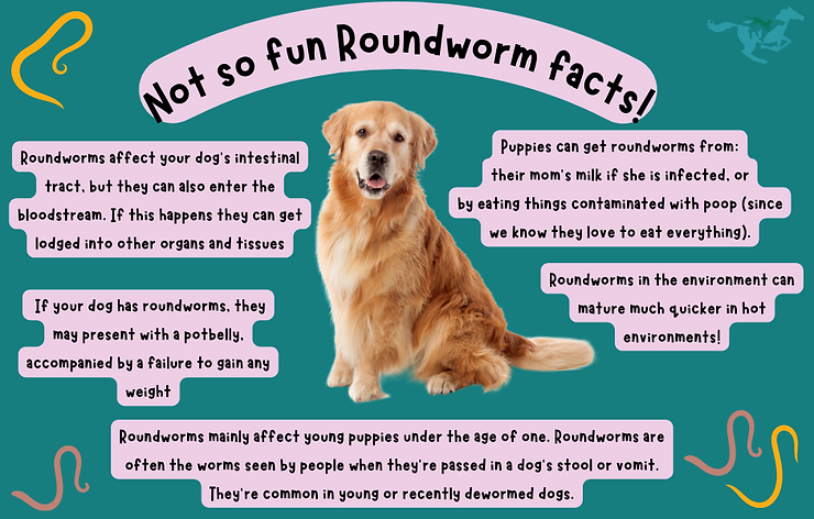 Things to know about roundworms