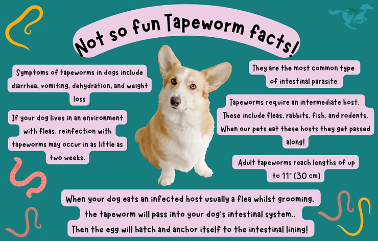 What to know about Tapeworms