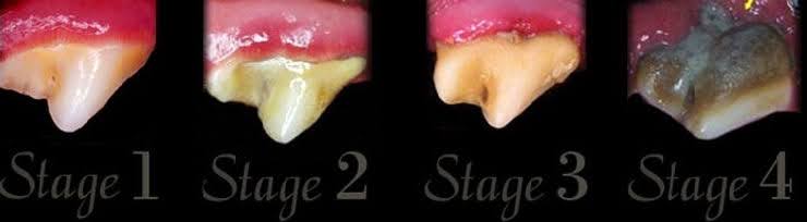 Barrett Veterinary Practice Dentistry Stages