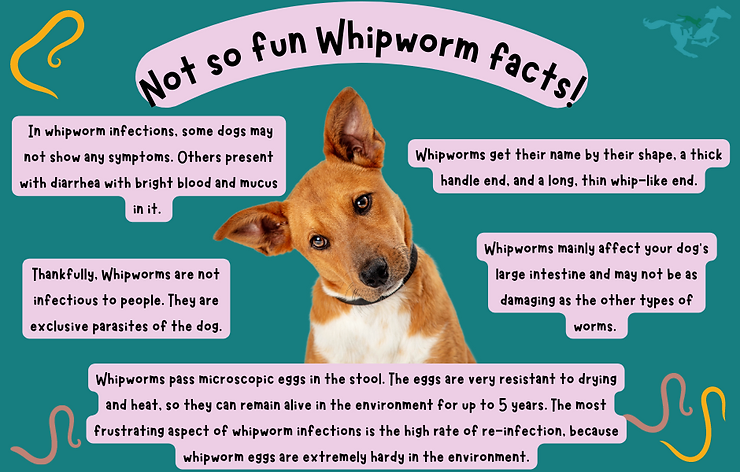 Everything you ever wanted to know about whipworms