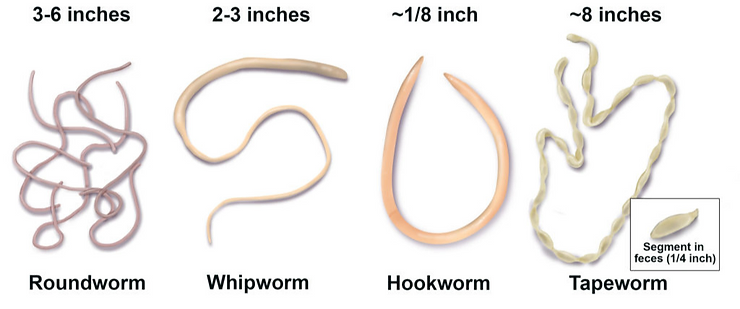 Get to know your worms