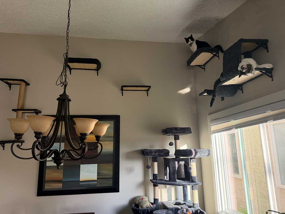 Charlie and Mabel's indoor cat gym